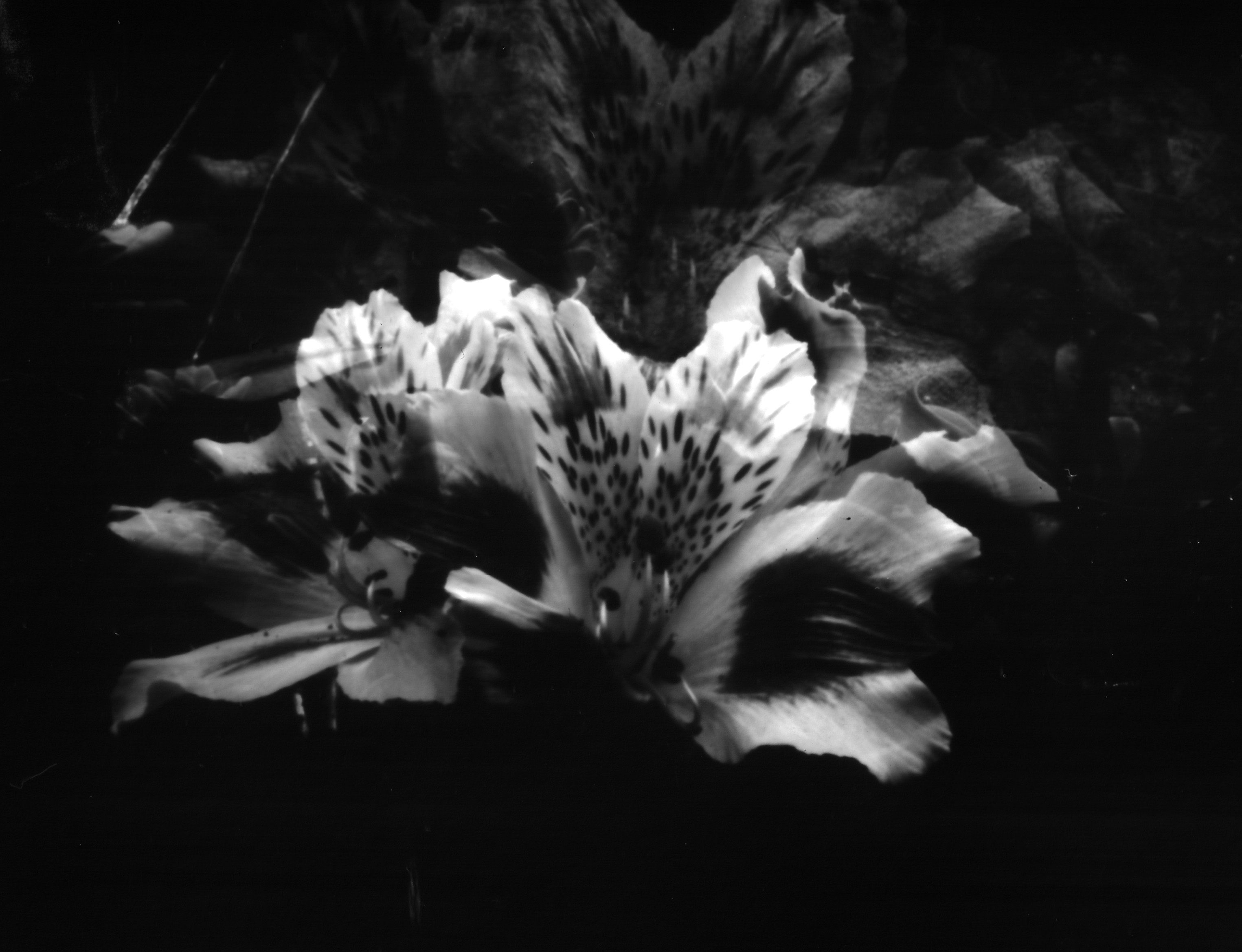 Imagen El nombre de la flor