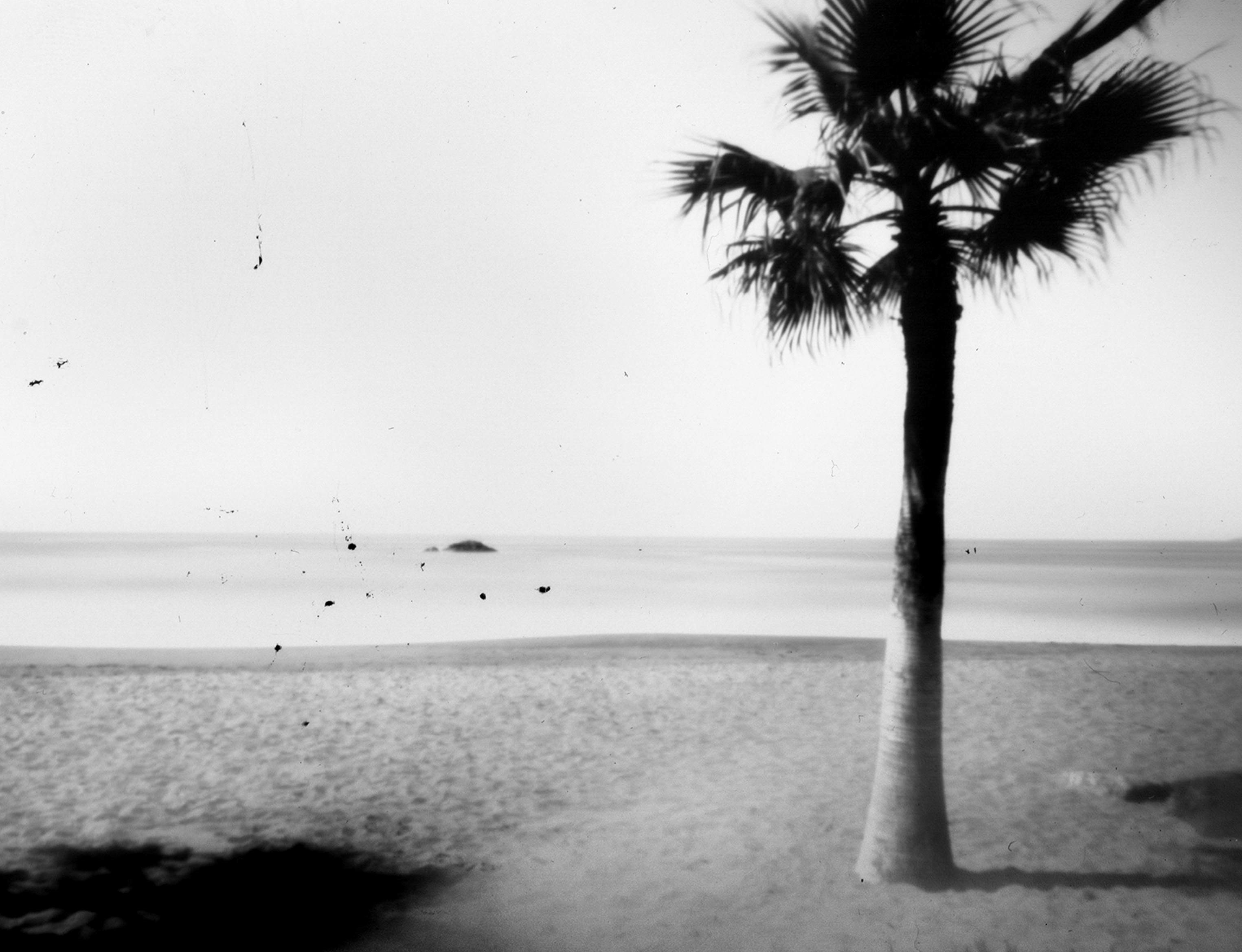 Imagen la palmera