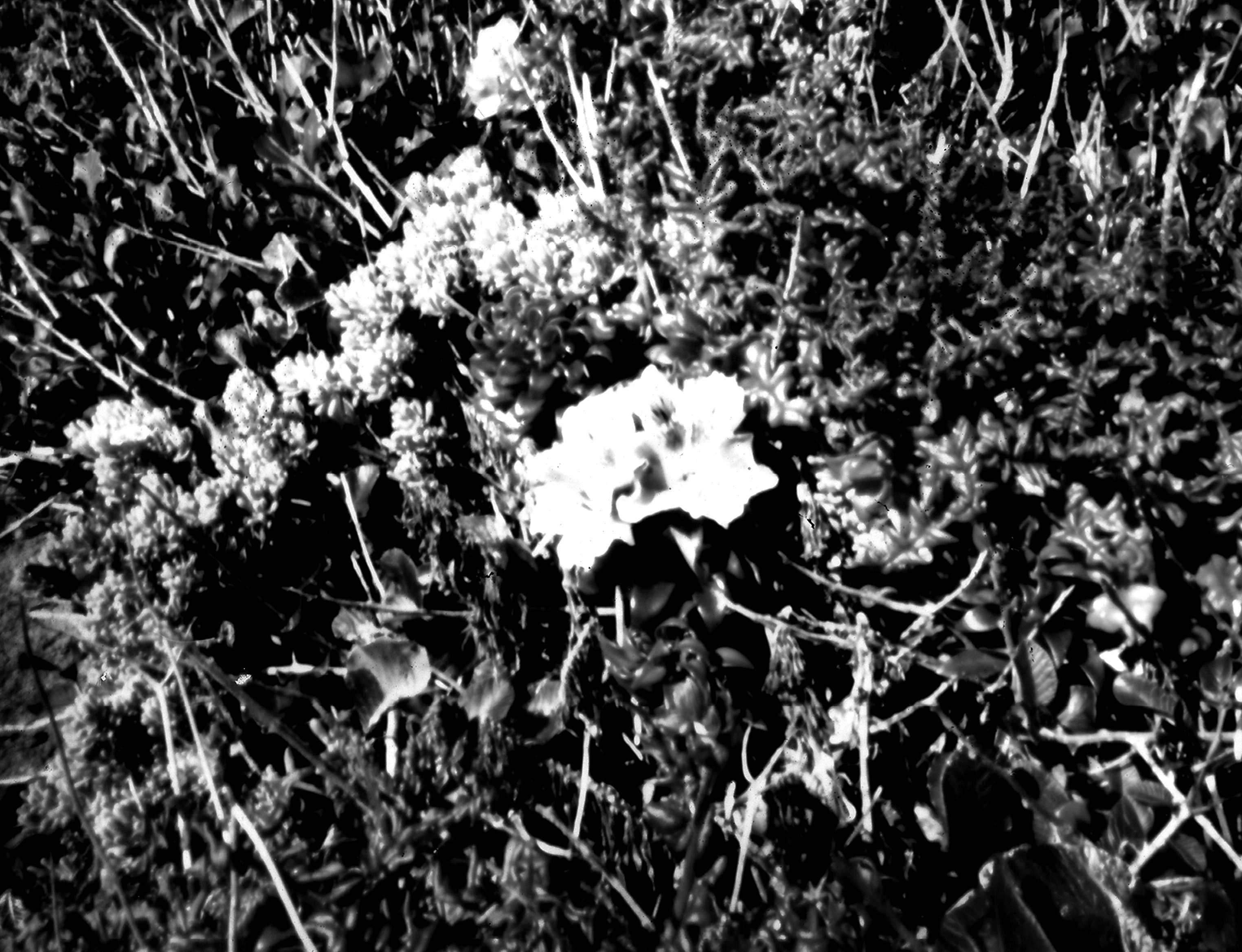 Imagen Mariposa blanca